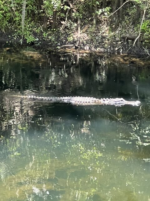 alligator