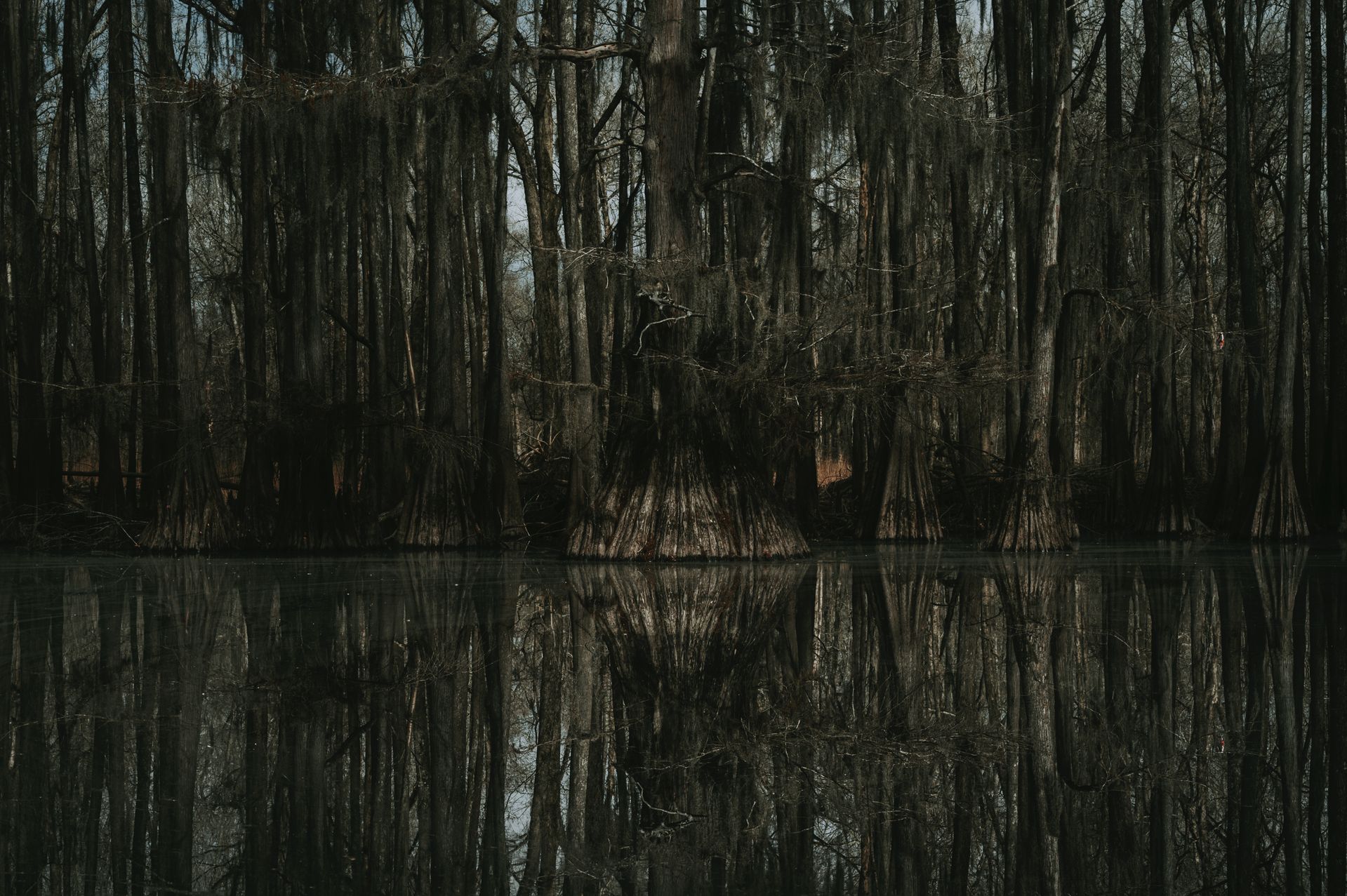 Dark cypress swamp with moss-draped trees reflecting on still black water, Green Swamp Florida