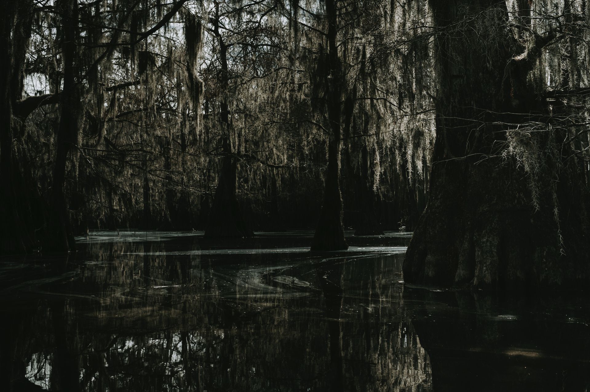 Dark Florida cypress swamp with Spanish moss and still water reflection