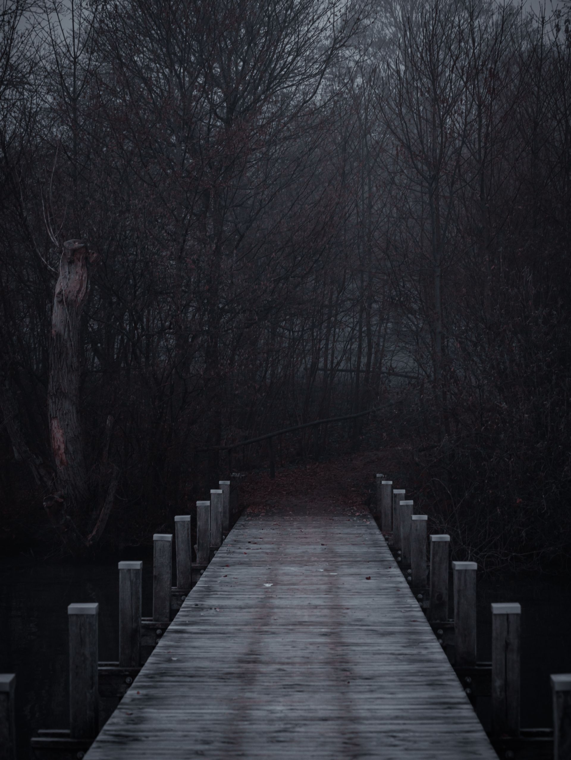 Foggy wooden boardwalk disappearing into a dark winter forest